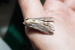 Aegilia describens