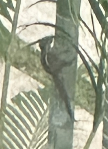 Maritime Striped Squirrel