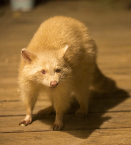 Common Raccoon photographed in Ohio