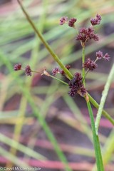 Juncus militaris