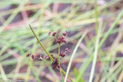 Juncus militaris