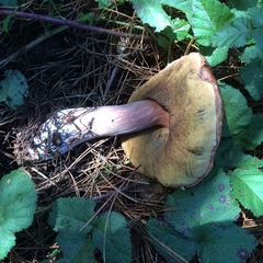 Boletus edulis grandedulis