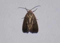 Athetiina
