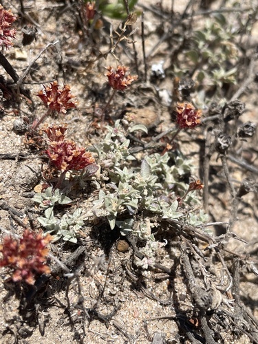 Coulter's saltbush (Atriplex coulteri)