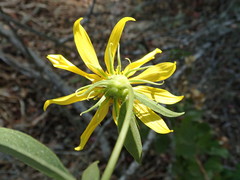 Helianthus californicus