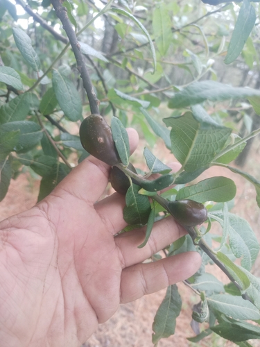 Salix paradoxa, photograph 2