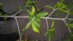Diospyros palmeri