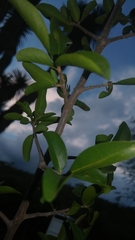 Diospyros palmeri