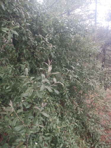 Salix paradoxa, photograph 3