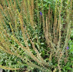 Veronica gentianoides