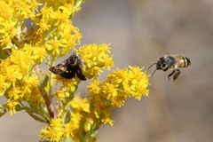 Heliothodes diminutiva