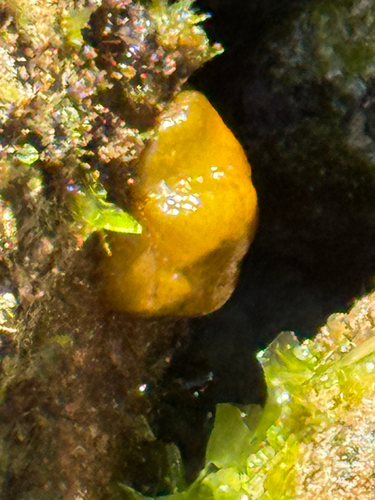 Colpomenia sinuosa observed 2025-05-29