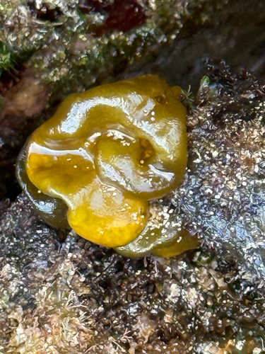 Colpomenia sinuosa observed 2025-05-29