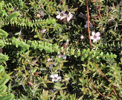 Pimelea urvilleana
