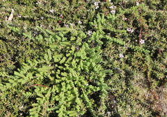 Pimelea urvilleana