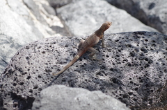 Microlophus delanonis