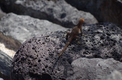 Microlophus delanonis