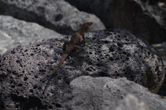 Microlophus delanonis