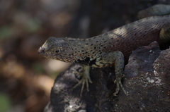 Microlophus delanonis