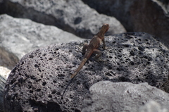 Microlophus delanonis