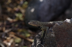 Microlophus delanonis