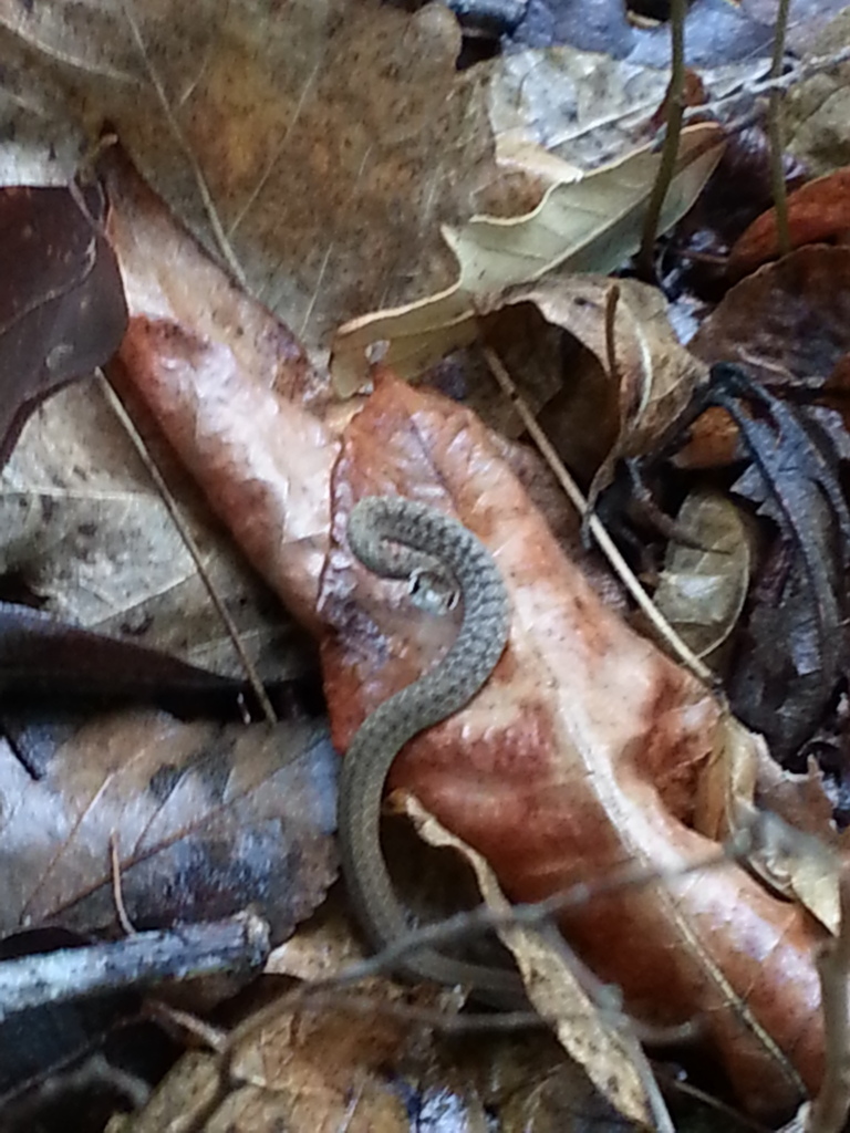 Midland Brown Snake (Reptiles Of Alabama) · INaturalist