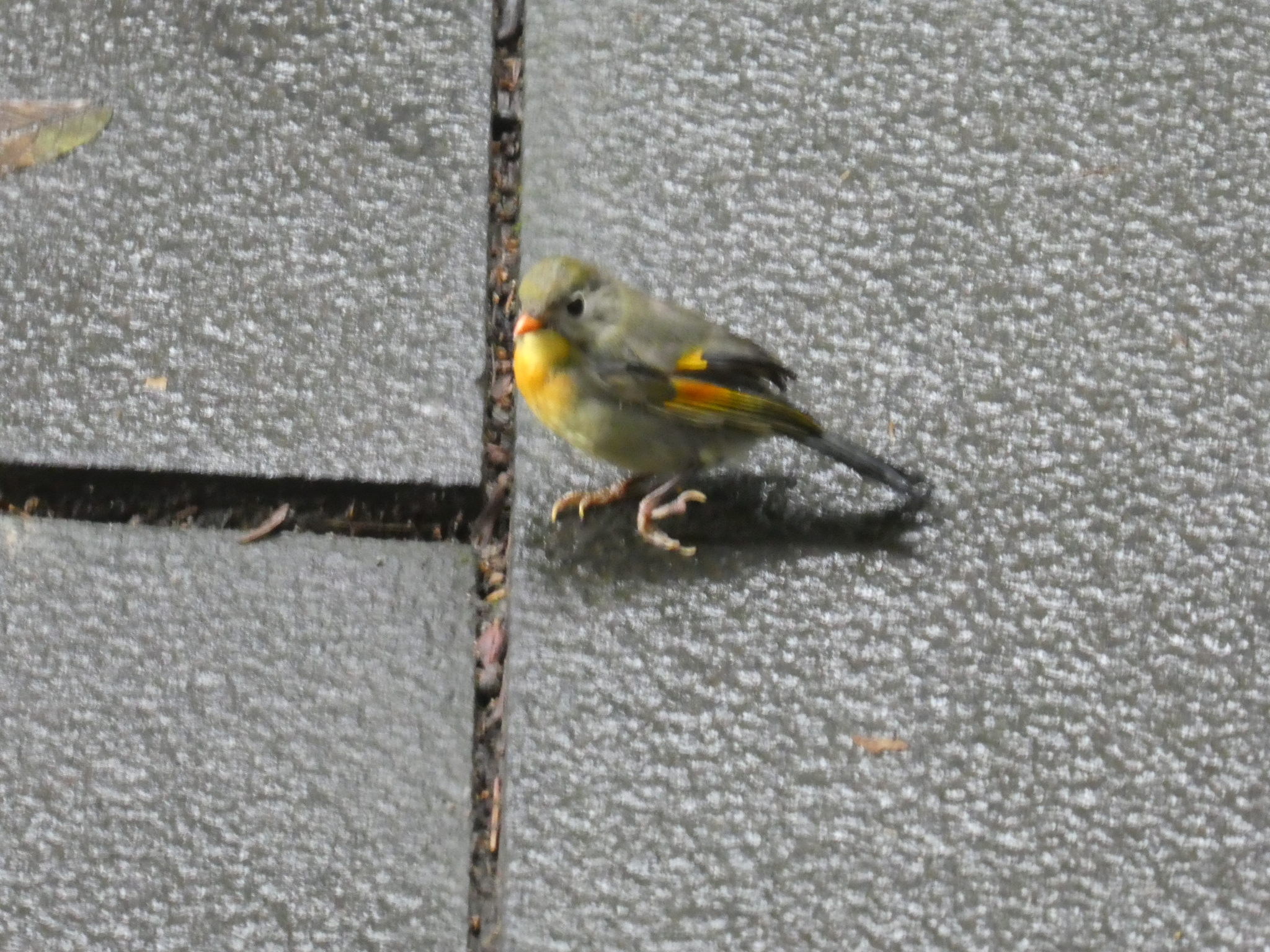 Red-billed Leiothrix