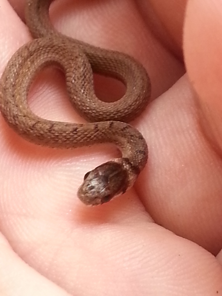 Midland Brown Snake Reptiles Of Alabama · Inaturalist