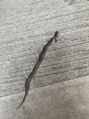 Haldea striatula
