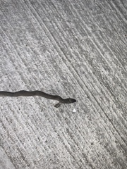 Haldea striatula