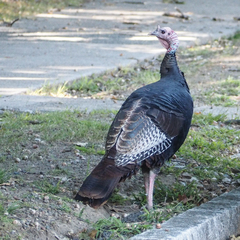 Meleagris gallopavo