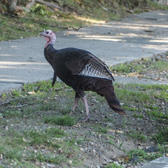 Meleagris gallopavo