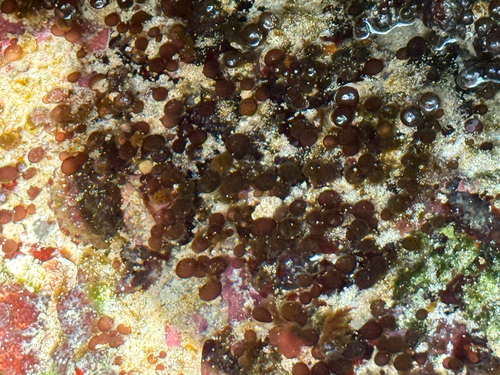 Botryocladia, 2025-05-29