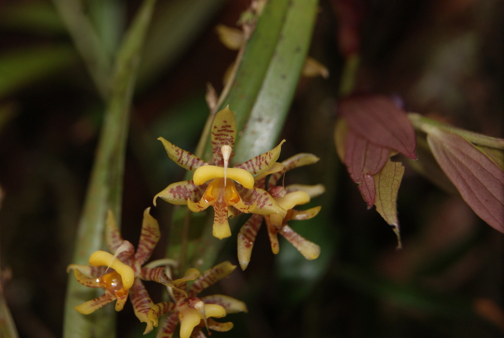 Oncidium ibis