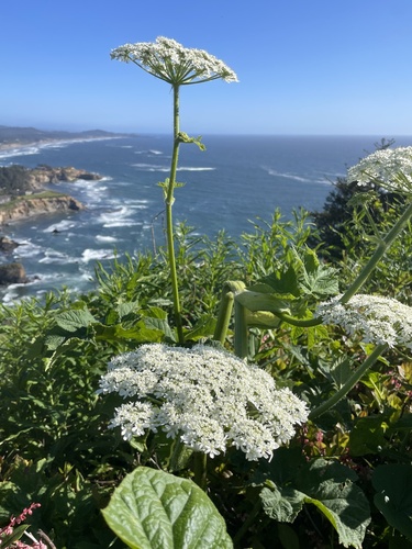 American Cow-parsnip