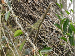 Phylloscartes ventralis