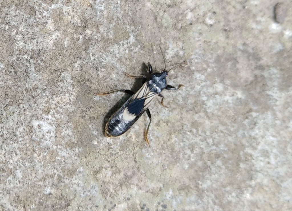 Macropes major