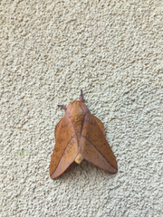 Syssphinx bisecta