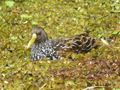 Pardirallus maculatus