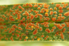 Coleosporium
