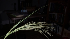 Panicum dichotomiflorum dichotomiflorum