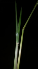Panicum dichotomiflorum dichotomiflorum