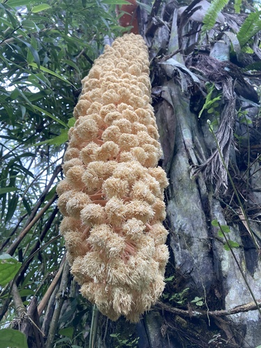 Ecuadorian Tagua Palm (Phytelephas aequatorialis)