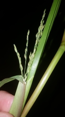 Panicum dichotomiflorum dichotomiflorum