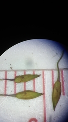 Panicum dichotomiflorum dichotomiflorum