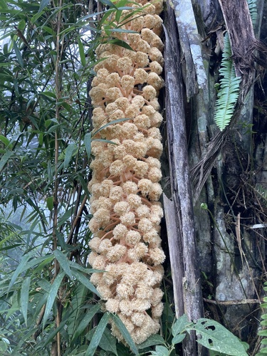 Phytelephas aequatorialis, photograph 2