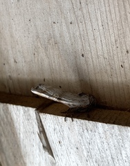 Lithomoia germana