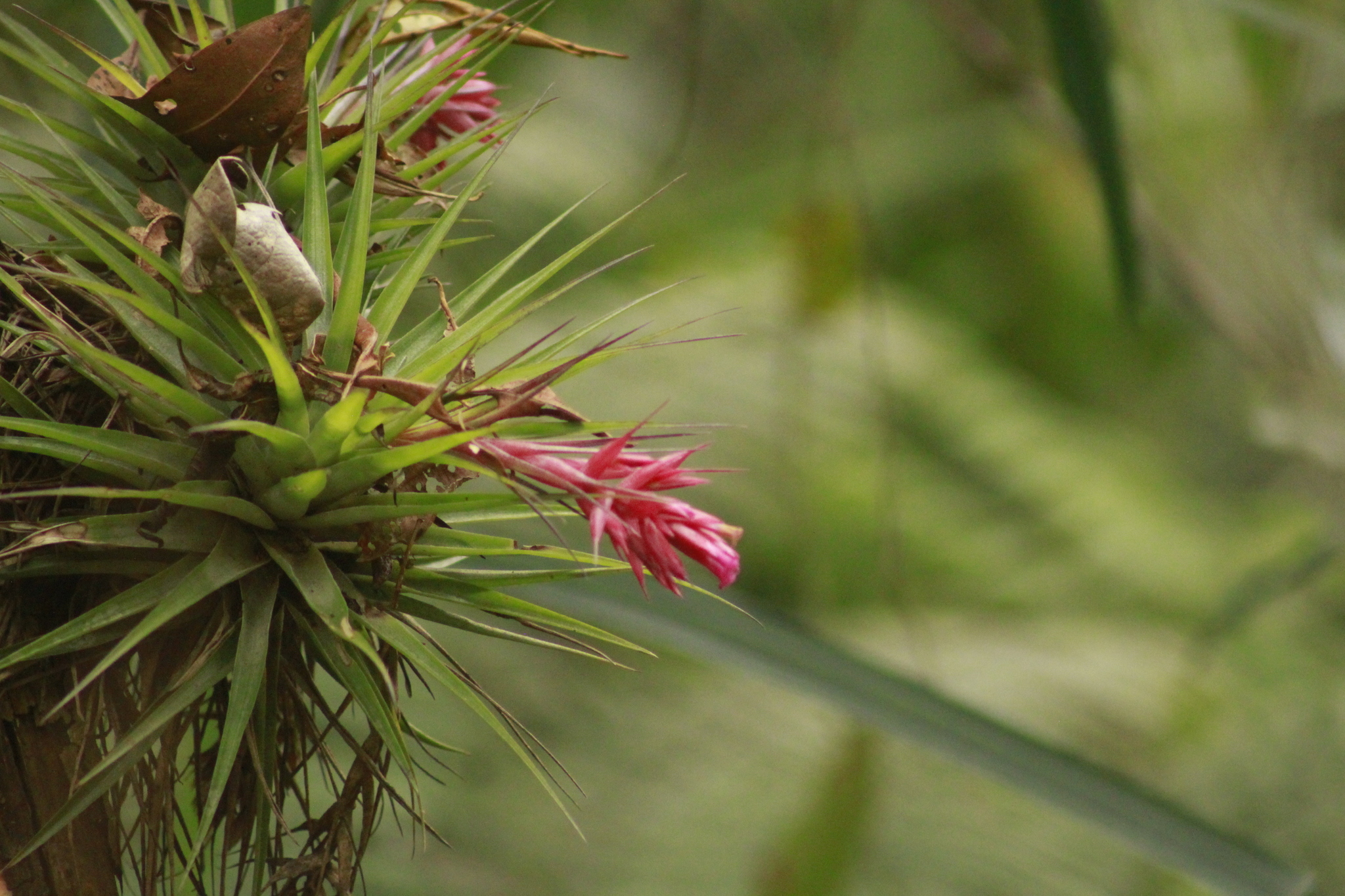 Tillandsia geminiflora · iNaturalist