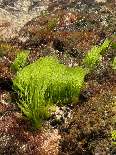 Chaetomorpha antennina observed 2025-05-29