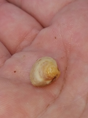 Laevicardium mortoni